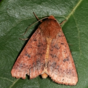 Australothis rubrescens at Melba, ACT - 3 Feb 2021