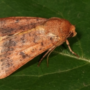 Australothis rubrescens at Melba, ACT - 3 Feb 2021