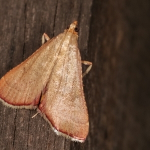 Endotricha pyrosalis at Melba, ACT - 3 Feb 2021 11:39 PM