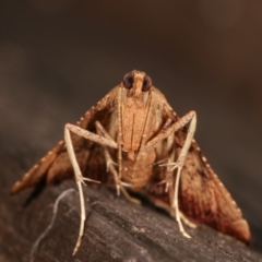 Endotricha pyrosalis at Melba, ACT - 3 Feb 2021 11:39 PM