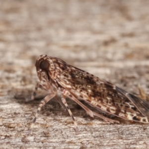 Dipsiathus pallidifrons at Melba, ACT - 3 Feb 2021