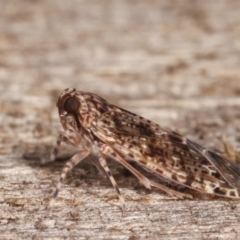 Unidentified Leafhopper & planthopper (Hemiptera, several families) (TBC) at Melba, ACT - 3 Feb 2021 by kasiaaus