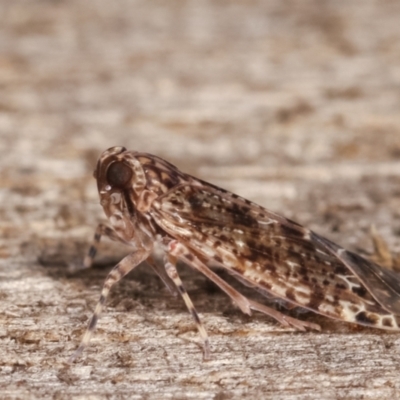 Dipsiathus pallidifrons (Achilid planthopper) at Melba, ACT - 3 Feb 2021 by kasiaaus