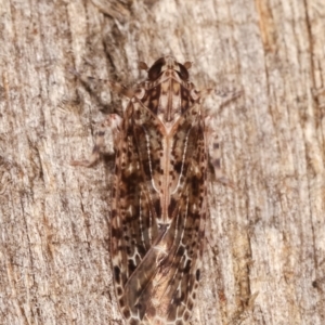 Dipsiathus pallidifrons at Melba, ACT - 3 Feb 2021