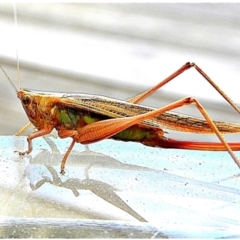 Conocephalus semivittatus (Meadow katydid) at Crooked Corner, NSW - 7 Feb 2021 by Milly