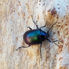 Chalcopteroides columbinus (Rainbow darkling beetle) at Fraser, ACT - 7 Feb 2021 by trevorpreston