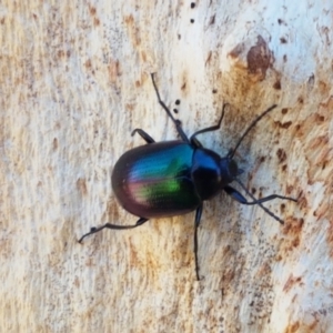 Chalcopteroides columbinus at Fraser, ACT - 7 Feb 2021 10:16 AM