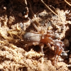 Gnaphosidae (family) (Ground spider) at Fraser, ACT - 7 Feb 2021 by trevorpreston