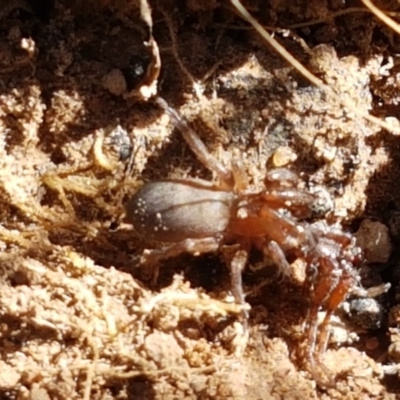 Gnaphosidae (family) (Ground spider) at Fraser, ACT - 7 Feb 2021 by trevorpreston