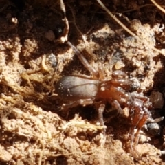 Gnaphosidae (family) at Fraser, ACT - 7 Feb 2021