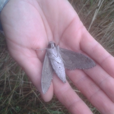 Agrius convolvuli (Convolvulus Hawk Moth) at Latham, ACT - 8 Feb 2021 by JBrickhill