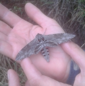 Agrius convolvuli at Latham, ACT - 8 Feb 2021