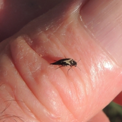 Mordella limbata (A pintail beetle) at Conder, ACT - 26 Dec 2020 by MichaelBedingfield