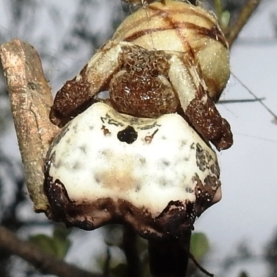 Celaenia excavata (Bird-dropping spider) at Lions Youth Haven - Westwood Farm - 7 Feb 2021 by HelenCross