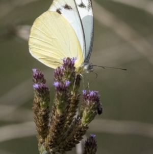 Appias paulina at Bungendore, NSW - 7 Feb 2021