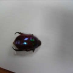 Anoplognathus sp. (Christmas beetle) at Wonboyn, NSW - 8 Feb 2021 by wickedtatz