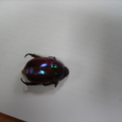 Anoplognathus sp. (genus) (Unidentified Christmas beetle) at Wonboyn, NSW - 8 Feb 2021 by wickedtatz