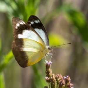 Appias paulina at Bungendore, NSW - 6 Feb 2021