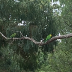 Polytelis swainsonii (Superb Parrot) at Watson, ACT - 8 Feb 2021 by WalterEgo