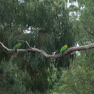 Polytelis swainsonii (Superb Parrot) at Watson, ACT - 8 Feb 2021 by WalterEgo