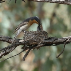 Myiagra rubecula (Leaden Flycatcher) at Mount Ainslie - 6 Feb 2021 by jb2602