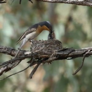 Myiagra rubecula at Ainslie, ACT - 6 Feb 2021