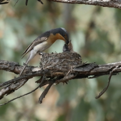 Myiagra rubecula (Leaden Flycatcher) at Ainslie, ACT - 6 Feb 2021 by jb2602