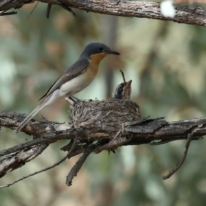 Myiagra rubecula at Ainslie, ACT - 6 Feb 2021