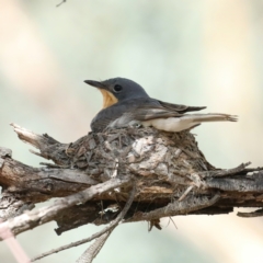 Myiagra rubecula at Ainslie, ACT - 6 Feb 2021