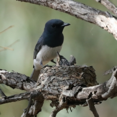 Myiagra rubecula (Leaden Flycatcher) at Mount Ainslie - 6 Feb 2021 by jb2602