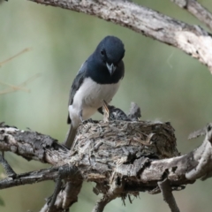 Myiagra rubecula at Ainslie, ACT - suppressed