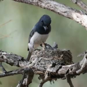 Myiagra rubecula at Ainslie, ACT - suppressed