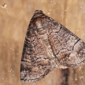 Dysbatus undescribed species at Melba, ACT - 3 Feb 2021 11:43 PM