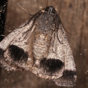 Dysbatus undescribed species at Melba, ACT - 3 Feb 2021 11:43 PM