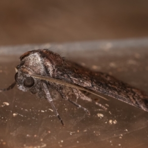 Dysbatus undescribed species at Melba, ACT - 3 Feb 2021 11:43 PM