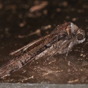 Dysbatus undescribed species at Melba, ACT - 3 Feb 2021 11:43 PM