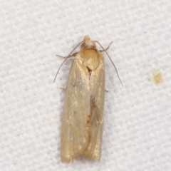 Merophyas divulsana (Lucerne Leafroller (Tortricinae, Archipini) at Melba, ACT - 3 Feb 2021 by kasiaaus