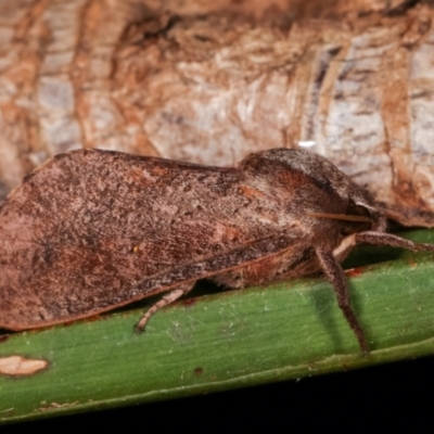 Elhamma australasiae (A Swift or Ghost moth (Hepialidae)) at Melba, ACT - 3 Feb 2021 by kasiaaus