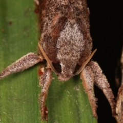 Elhamma australasiae at Melba, ACT - 3 Feb 2021 11:47 PM