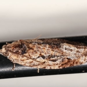 Thrincophora lignigerana at Melba, ACT - 3 Feb 2021 11:56 PM