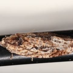 Thrincophora lignigerana (A Tortricid moth) at Melba, ACT - 3 Feb 2021 by kasiaaus