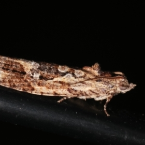 Thrincophora lignigerana at Melba, ACT - 3 Feb 2021