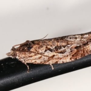 Thrincophora lignigerana at Melba, ACT - 3 Feb 2021 11:56 PM