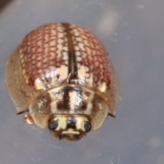 Paropsisterna decolorata (A Eucalyptus leaf beetle) at Melba, ACT - 3 Feb 2021 by kasiaaus