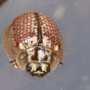 Paropsisterna decolorata at Melba, ACT - 4 Feb 2021