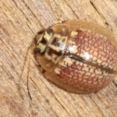 Paropsisterna decolorata at Melba, ACT - 4 Feb 2021 12:00 AM