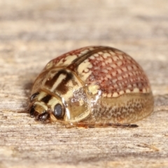 Paropsisterna decolorata at Melba, ACT - 4 Feb 2021 12:00 AM