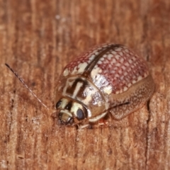 Paropsisterna decolorata at Melba, ACT - 4 Feb 2021