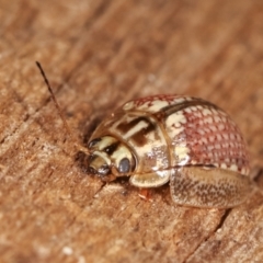 Paropsisterna decolorata at Melba, ACT - 4 Feb 2021 12:00 AM