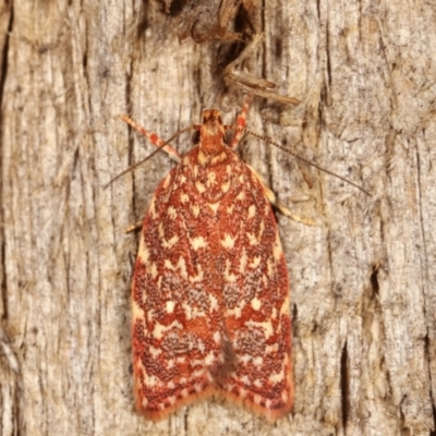Syringoseca rhodoxantha (A concealer moth) at Melba, ACT - 3 Feb 2021 by kasiaaus